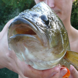 cropped-perche.jpg