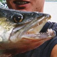 cropped-sandre.jpg