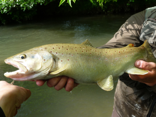 truite fario de rivière truite fario rivière