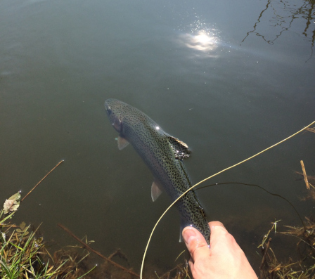 no kill truite arc en ciel mouche reservoir