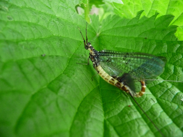 mouche de mai